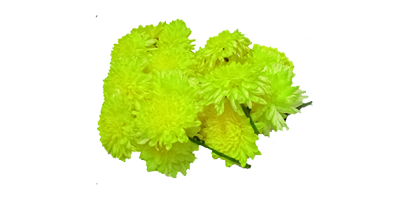 Chrysanthemum / చామంతి