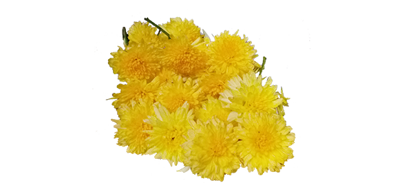 Chrysanthemum / చామంతి