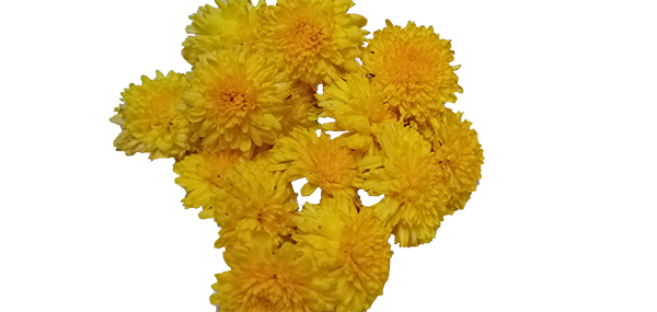 Chrysanthemum / చామంతి