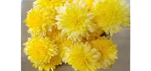 Chrysanthemum / చామంతి