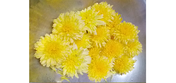 Chrysanthemum / చామంతి