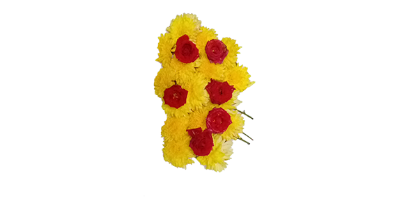 Chrysanthemum / చామంతి