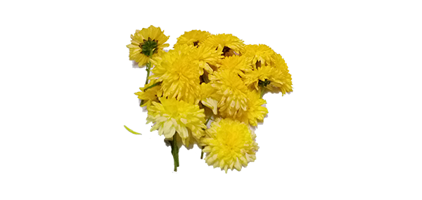 Chrysanthemum / చామంతి