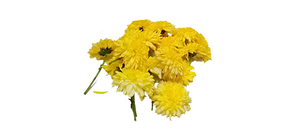 Chrysanthemum / చామంతి