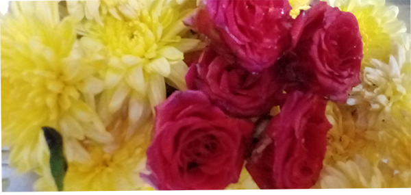 Chrysanthemum / చామంతి