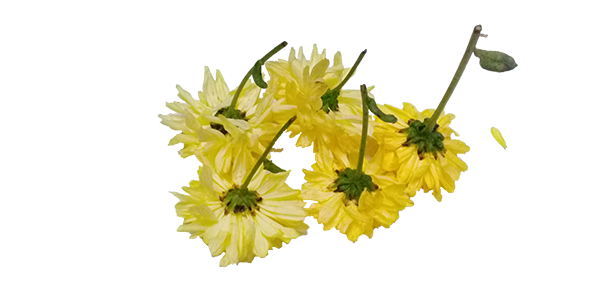 Chrysanthemum / చామంతి