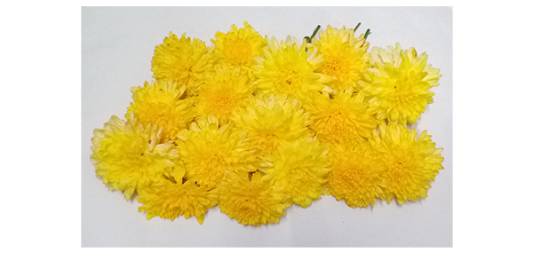 Chrysanthemum / చామంతి