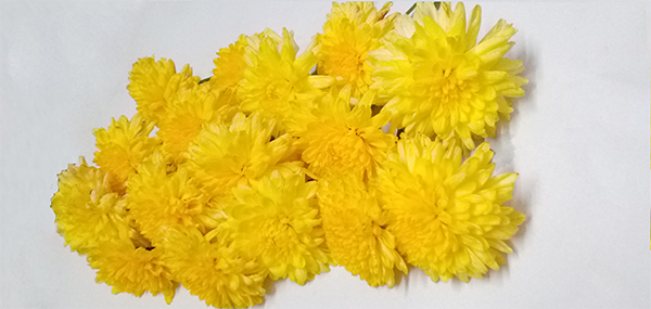 Chrysanthemum / చామంతి
