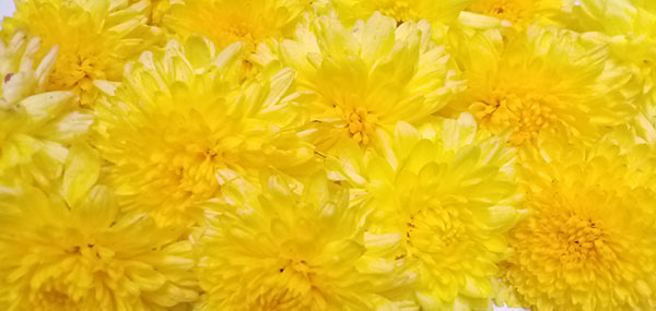 Chrysanthemum / చామంతి