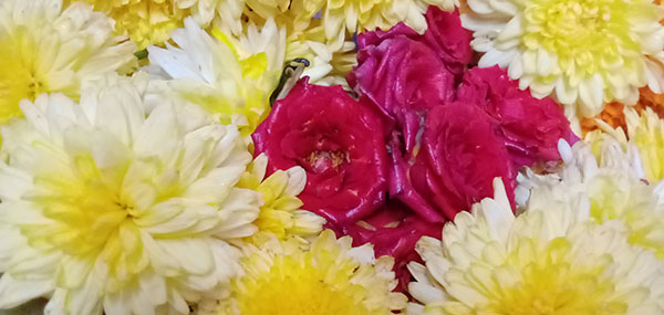 Chamanthi flowers / Chrysanthemum and Red Roses