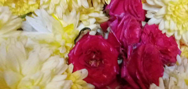 Chamanthi flowers / Chrysanthemum and Red Roses