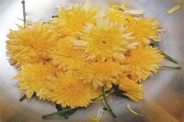 Chrysanthemum / చామంతి
