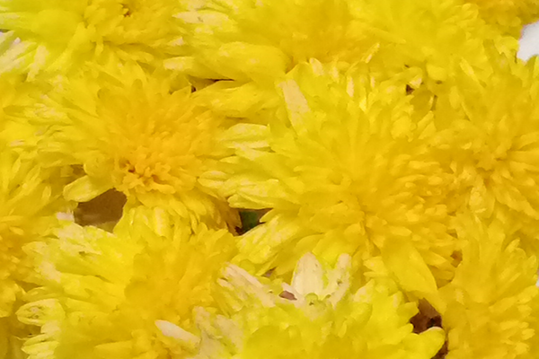 Chrysanthemum / చామంతి