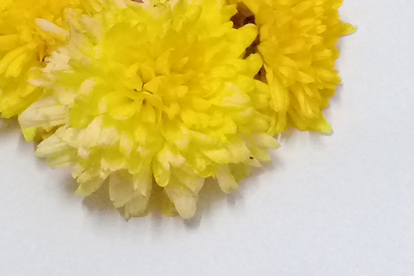 Chrysanthemum / చామంతి