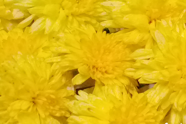 Chrysanthemum / చామంతి