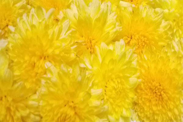 Chrysanthemum / చామంతి