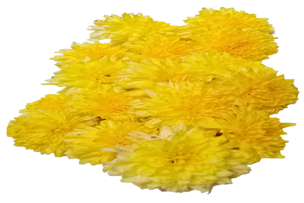 Chrysanthemum / చామంతి