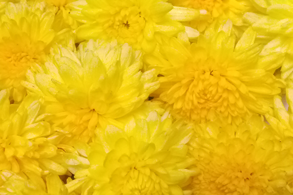 Chrysanthemum / చామంతి