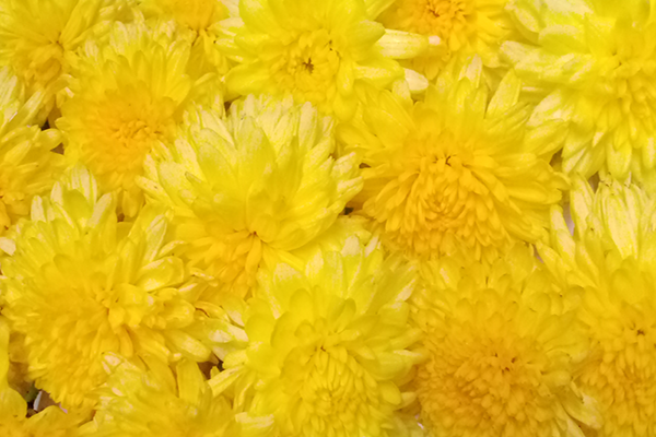 Chrysanthemum / చామంతి