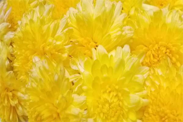 Chrysanthemum / చామంతి