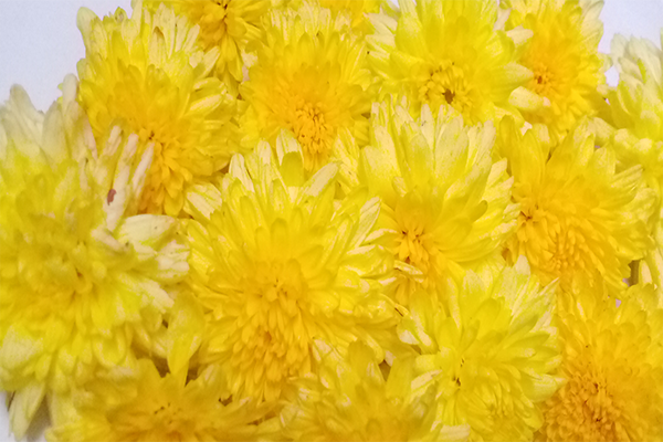 Chrysanthemum / చామంతి
