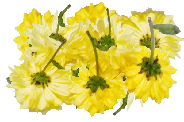Chrysanthemum / చామంతి