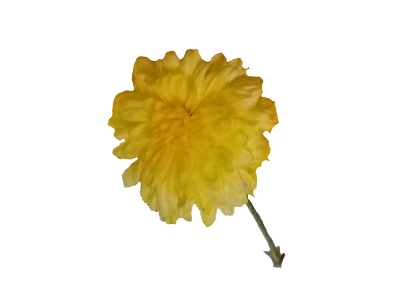 Chrysanthemum / చామంతి