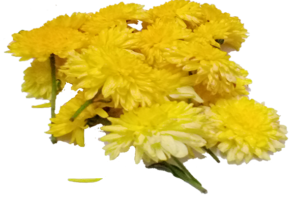 Chrysanthemum / చామంతి