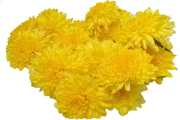 Chrysanthemum / చామంతి