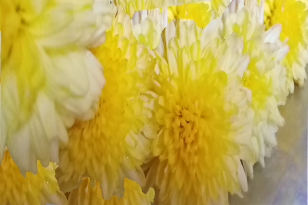 Chrysanthemum / చామంతి
