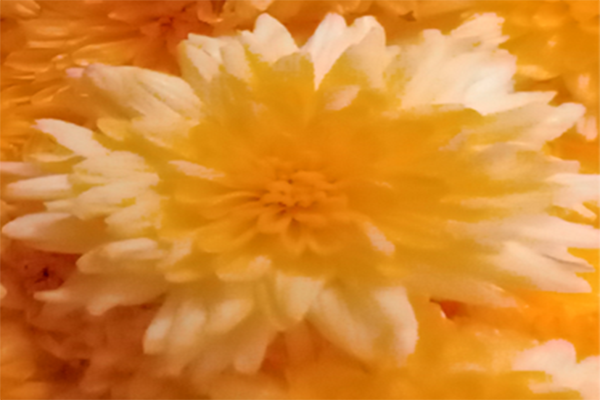 Chrysanthemum / చామంతి