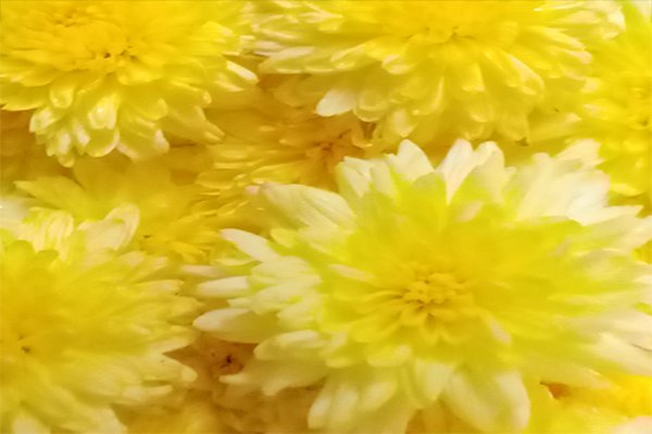 Chrysanthemum / చామంతి