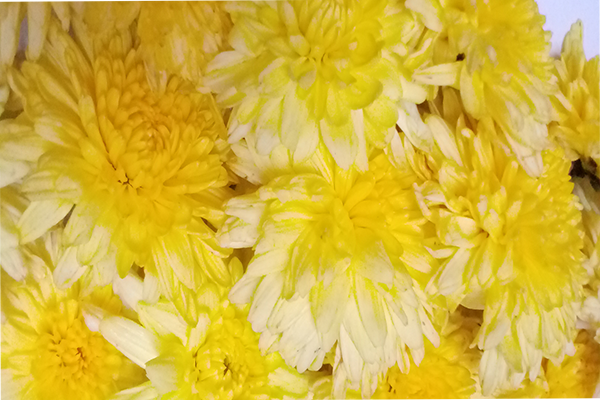 Chrysanthemum / చామంతి
