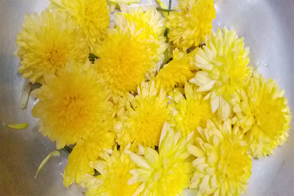 Chrysanthemum / చామంతి