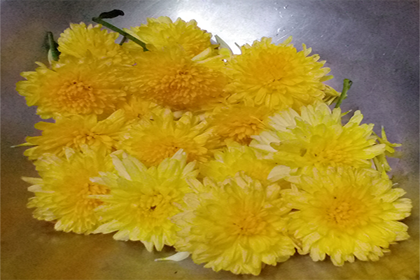 Chrysanthemum / చామంతి