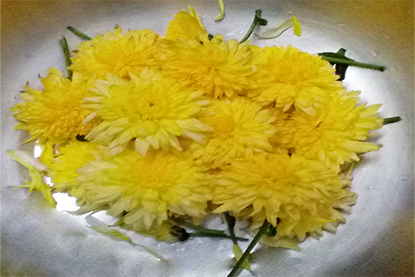 Chrysanthemum / చామంతి