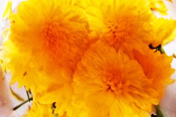 Chrysanthemum / చామంతి