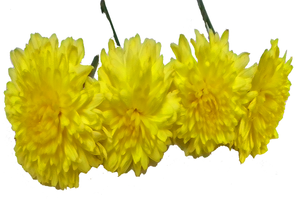 Chrysanthemum / చామంతి