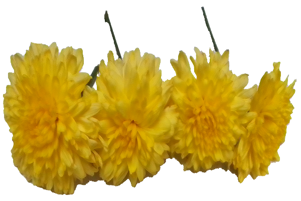 Chrysanthemum / చామంతి