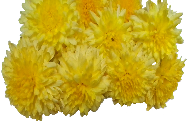 Chrysanthemum / చామంతి