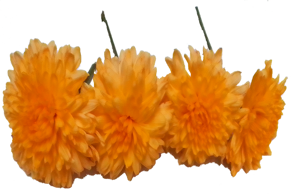 Chrysanthemum / చామంతి