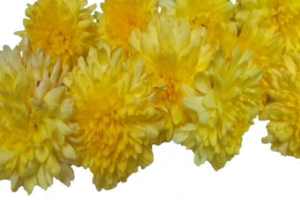 Chrysanthemum / చామంతి