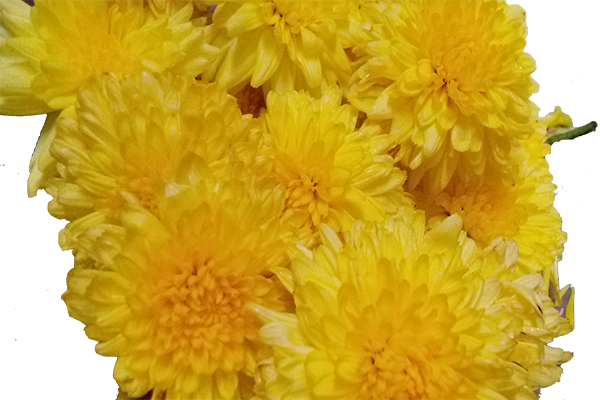 Chrysanthemum / చామంతి