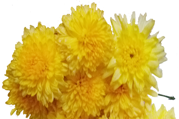 Chrysanthemum / చామంతి