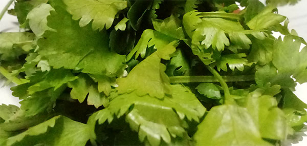 Coriander