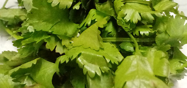 Coriander