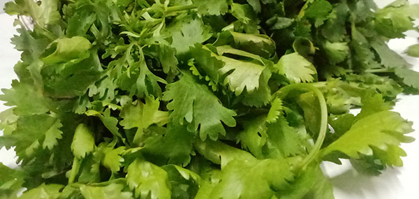 Coriander