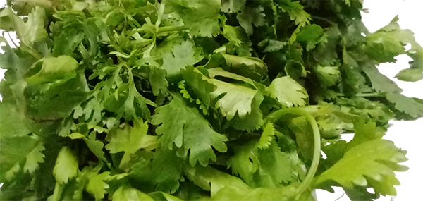 Coriander