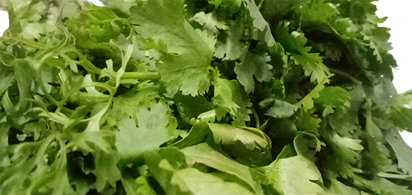 Coriander