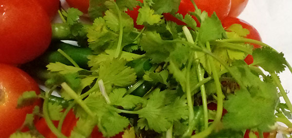 Coriander